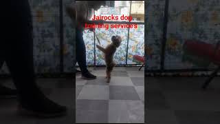 lasa apso training video at Jairocks dog training and grooming service's nanded