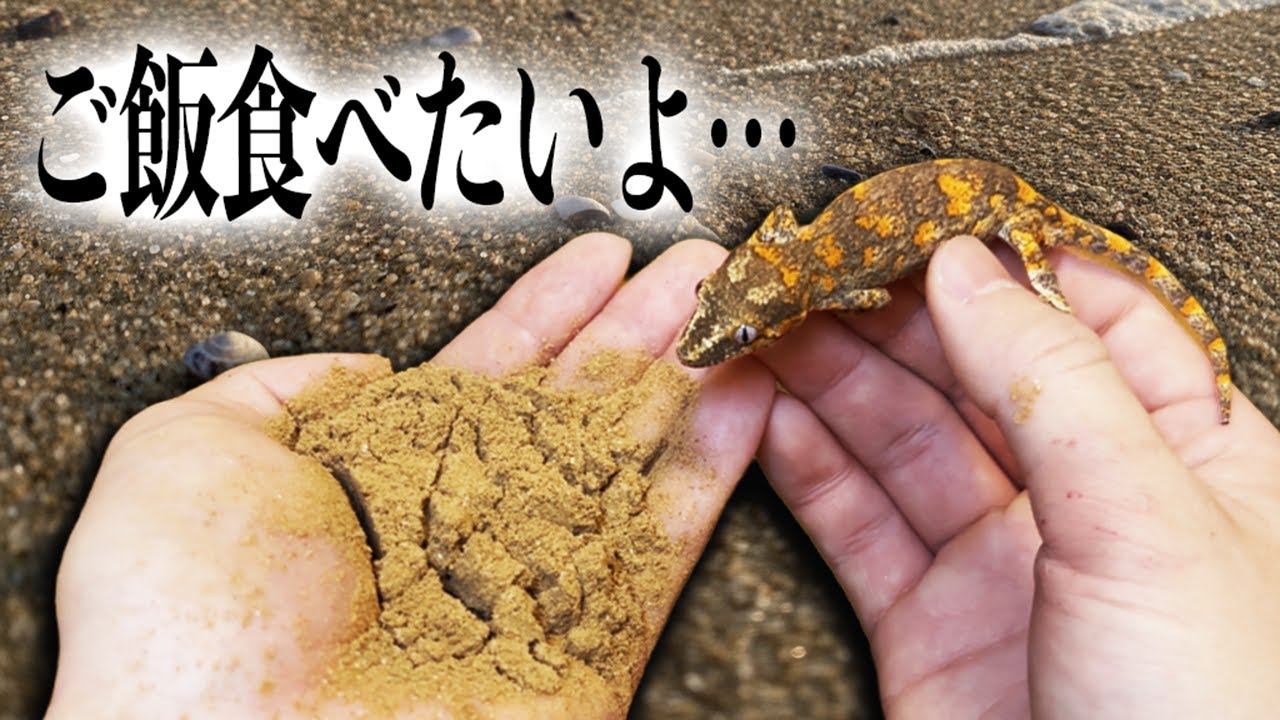 ヤモリの赤ちゃんに”砂”だけを与えた結果がヤバすぎる…