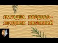 Правила посадки саженцев яблони, груши, вишени, слив.