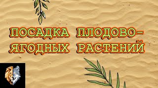 видео Карликовые яблони – советы по посадке и выращиванию