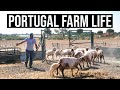 Shearing the sheep on the Farm | PORTUGAL FARM LIFE