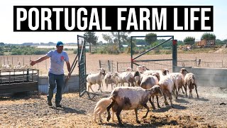 Traditional Sheep Shearing on the Farm | PORTUGAL FARM LIFE