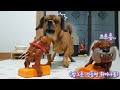 깜짝 놀래키는 장난감이 무서운 강아지 (장난감 참교육)