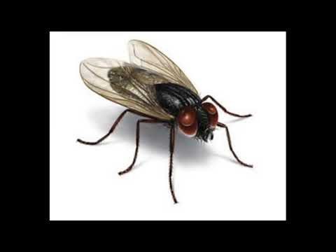 А муха тоже вертолет