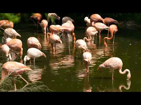 Tranquil Flamingos | Peaceful Bird Sounds in Nature’s Sanctuary - YouTube