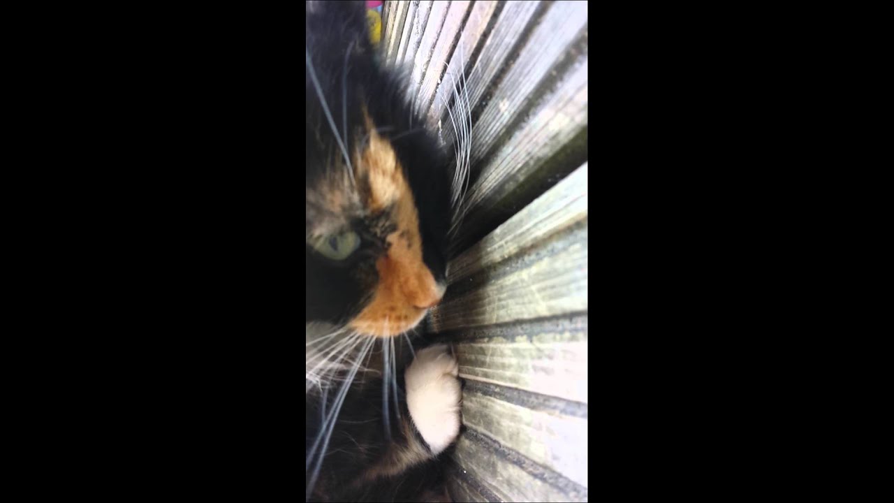 Cat Eating A Chicken Live YouTube