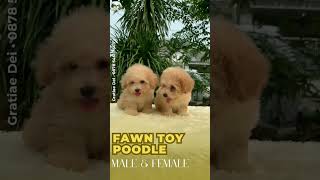 Fawn Toy Poodle