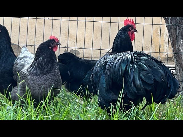 Texas Animal Health Commission - ❄️Protect your backyard flock