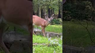 🥑✨ Breakfast with a Buck | Watch Him Enjoy an Avocado #thequietfeather #nature #deer