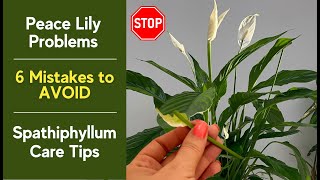 Peace Lily Problems 6 Mistakes To Avoid Spathiphyllum Care Tips