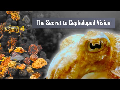 Video: Why Octopus Eyes Are Unusual