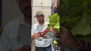 Episode 3: Greg's corner - local produce spotlight