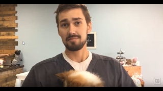 Barking Boutique owner talks about where he gets his puppies