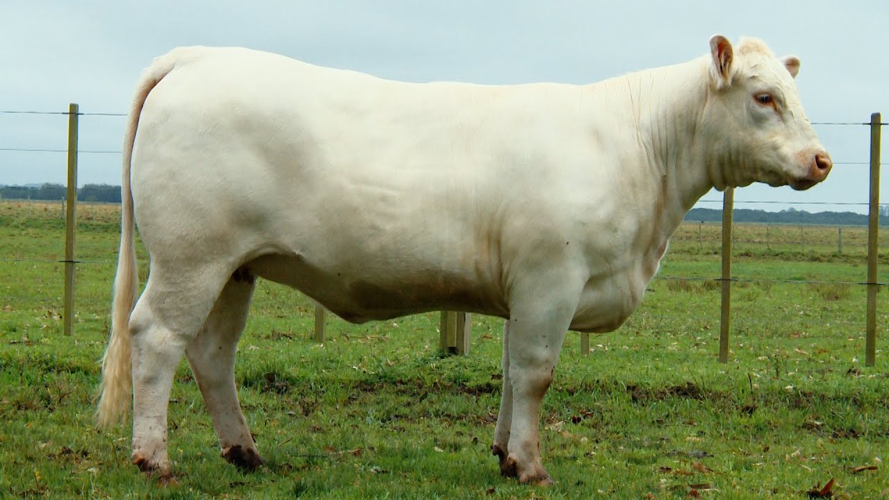 Lote 03 - Tat.56 - Fêmea Charolês 06/OUT | Camargo Agro