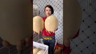 Huevos gigantes… #curiosidades  #hechos  #animales