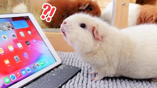 Teaching My Guinea Pigs To Use an iPad & this is what happened