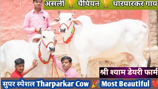 👍 सुपर स्पेशल 🏆 चैंपियन 🏆 थारपारकर गाय 🎉 Original Breed Top 6 Sahiwal Rathi Tharparkar Cow For Sale