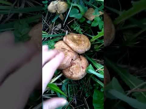 Немного о свинушках.
