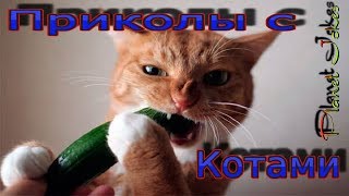 Коты и огурцы. Смешные кошки. Коты бояться огурцов. Кошки приколы!!!!!