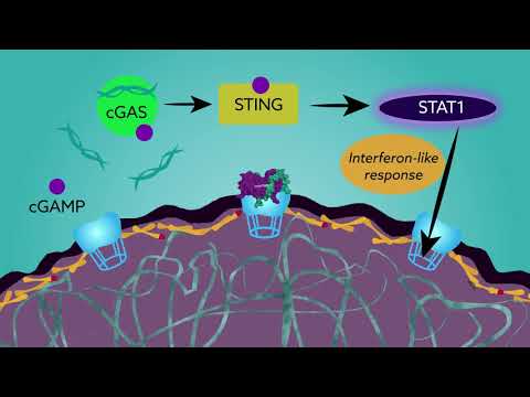 New research brings causes of progeria into closer focus