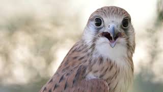 Madárhangok: Vörös vércse /Falco tinnunculus / Common kestrel