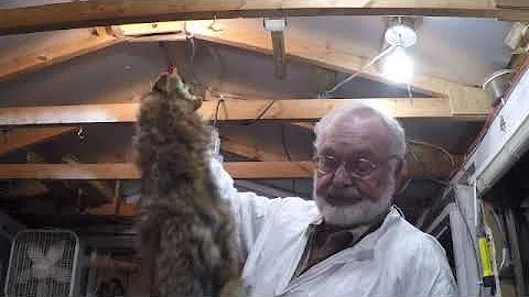 Turning Coyote Pelts Easy Way