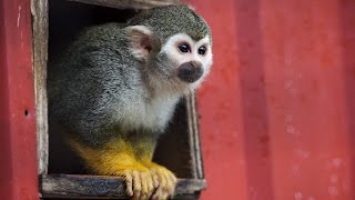 Monkeys don't make good pets, warns a primate sanctuary worker