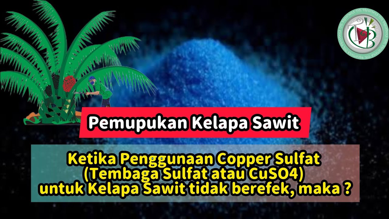 Ketika Penggunaan Copper Sulfat (Tembaga Sulfat atau CuSO4) untuk Kelapa Sawit tidak berefek, maka ?