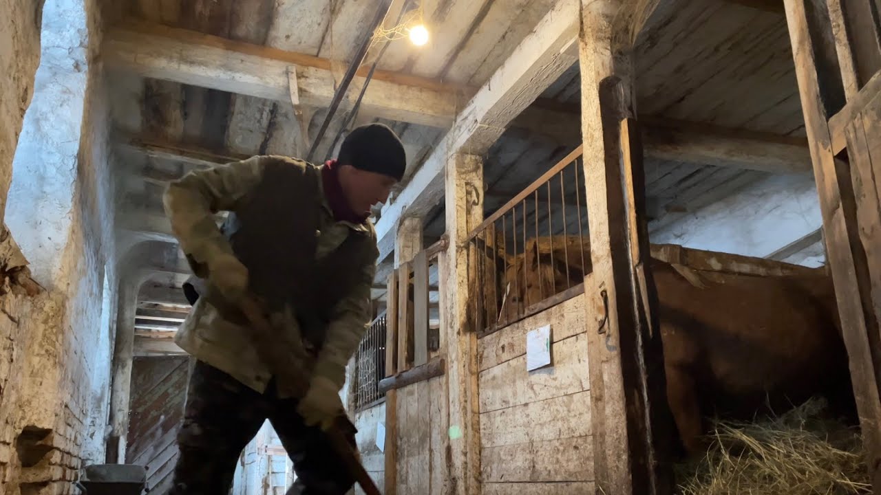 Кормлю кобыл с жеребятами. Вечерняя уборка в конном заводе.