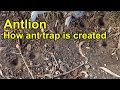 Antlion building trap - See why these insects are smart!