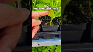 garden shopping hack, free plants, get more for the same price #garden #hack #seattle #homegardening