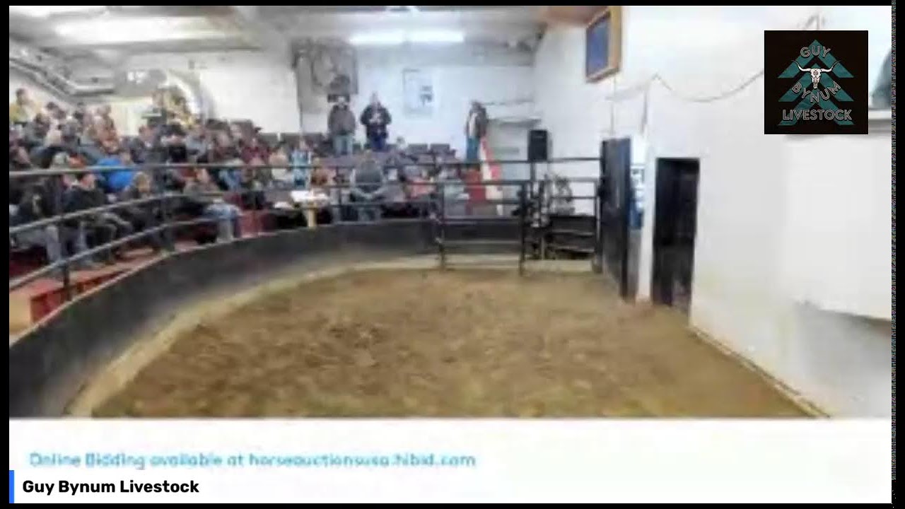 Guy Bynum Livestock Attalla, Alabama YouTube