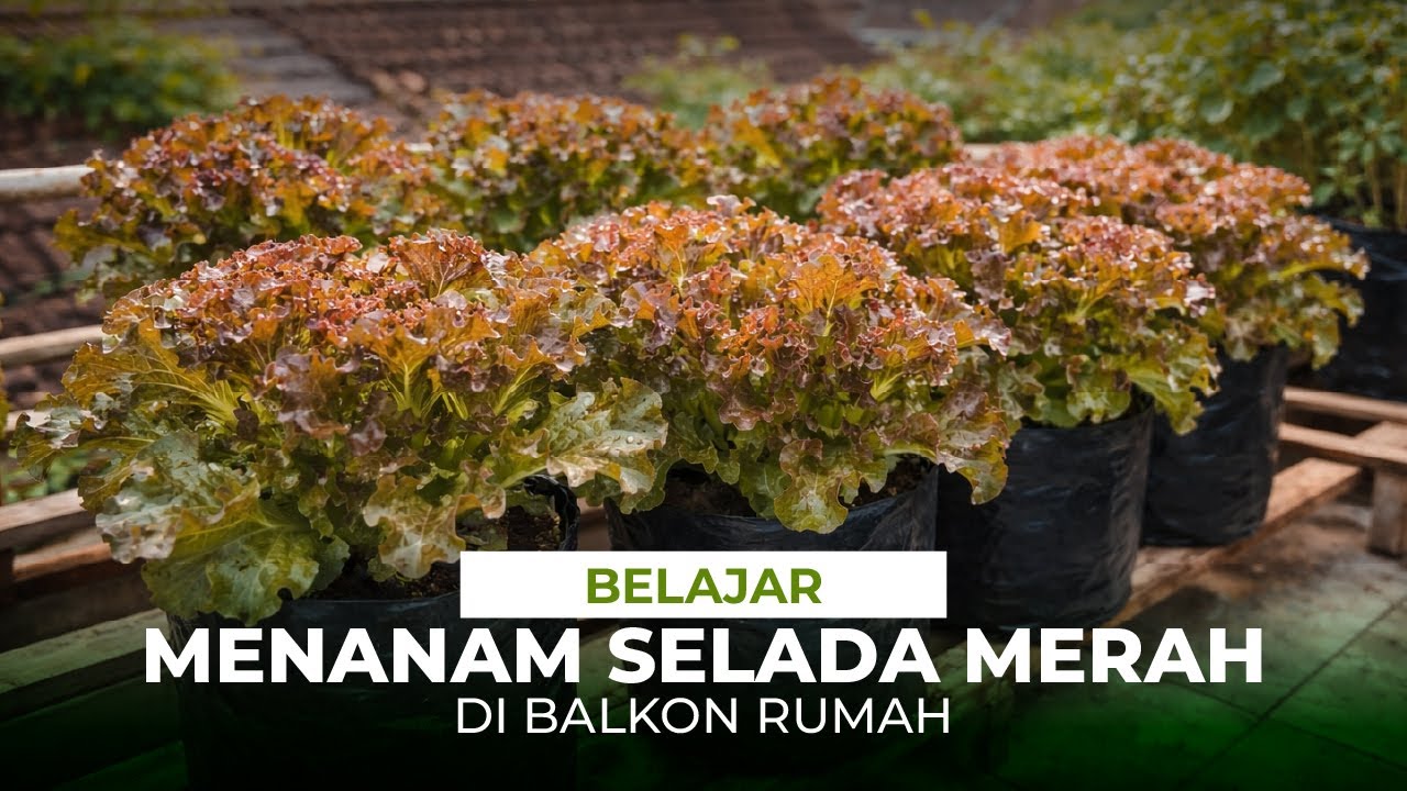 Belajar menanam Selada merah dipolybag #sayuran #selada