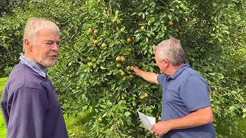 Phil Rainford talking about pear rust and the Hazel or Hessle (Hull) pear variety from the 1820s