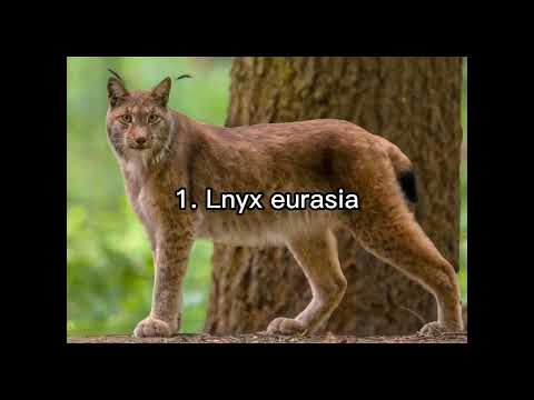 Video: Di mana animalia tinggal?