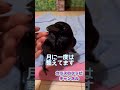 カラスのクチバシを整える♪おとなしく切らせてくれるカラスのラビちゃん2022/4/27撮影 #カラス
