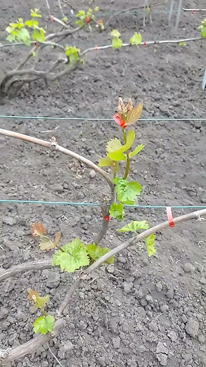 Особливості підв'язки винограду #садок #хобі #ягода #garden #виноград # ...
