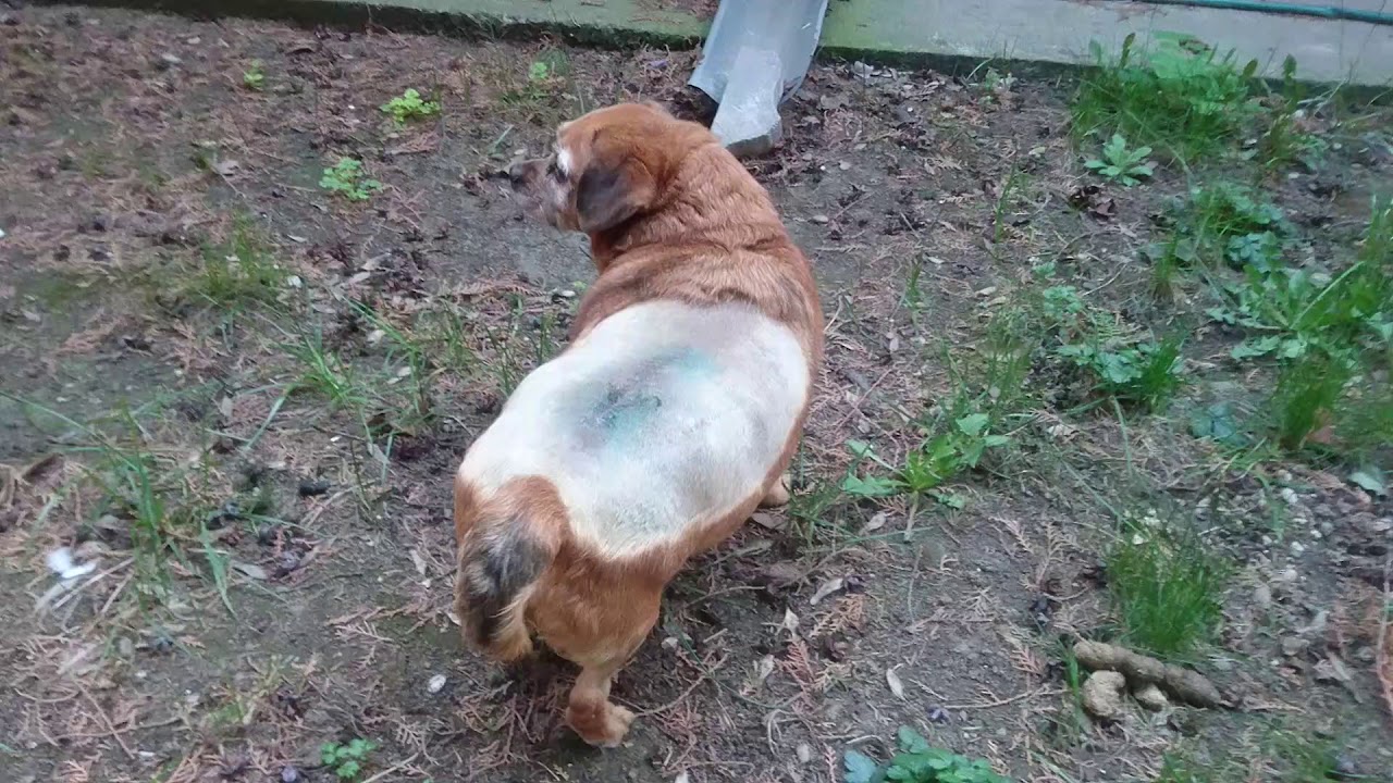 Cabinet Veterinar Ploiesti Original Str George Cosbuc Nr 2 A Ploiesti 2021