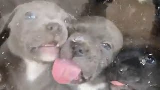 Blue/Black Staffies/Window lickers by Julian Jones 290 views 3 years ago 31 seconds