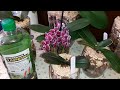Суспензия Хлореллы | Полив Орхидей в Закрытой Системе с БиоСтимулятором