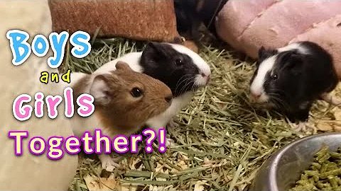 Can Boy & Girl Guinea Pigs Live TOGETHER?