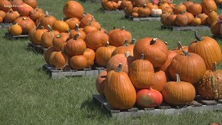 Pumpkin patches popular during pandemic