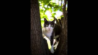 Signius- Soylent Kitty