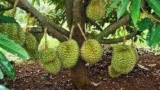 KEBUN DURIAN MUSANGKING TERBESAR - DI BOGOR TIMUR