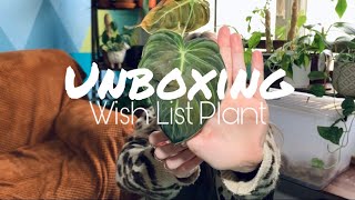 Wish List Plant Unboxing / Number 2 of 4 From Orders I Placed This Week