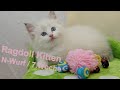 Ragdoll Kitten | unser N-Wurf in der siebten Woche | Aramintapaws Ragdolls