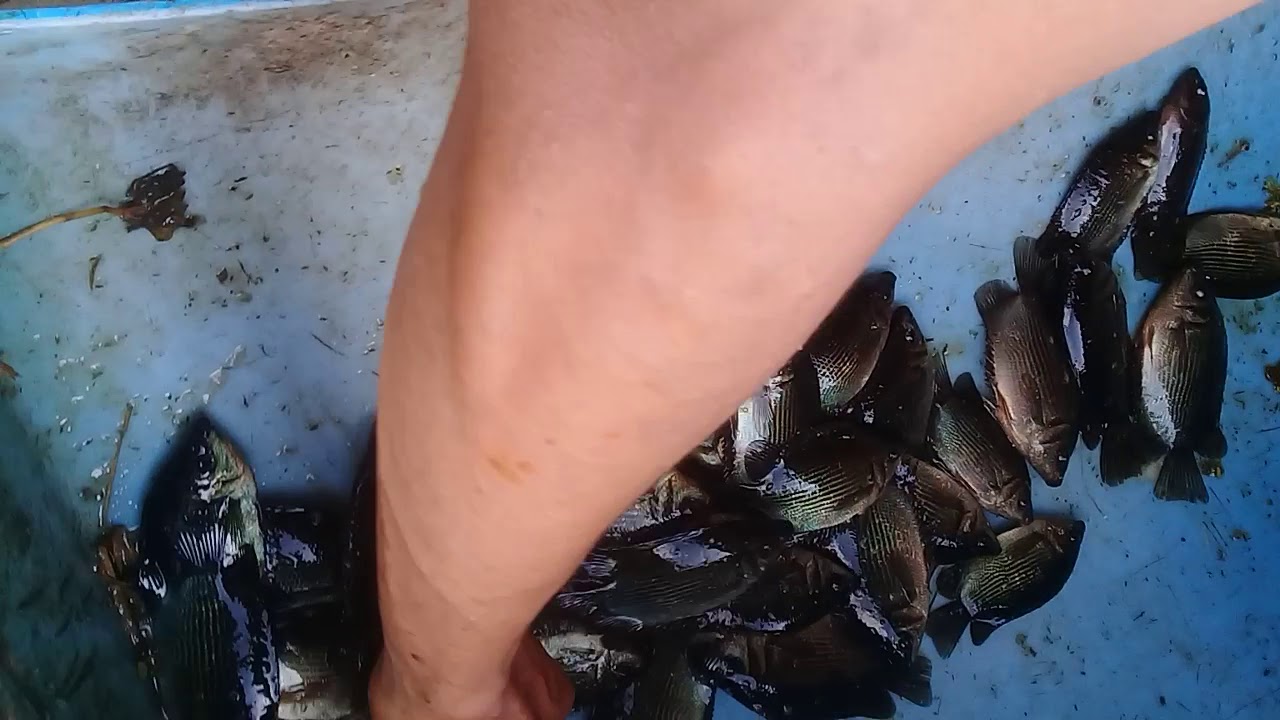 Masik milihi ikan Rawa 