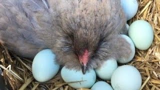 Rainbow egg layers chickens