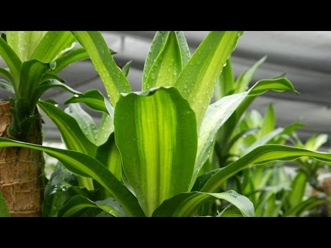 Videó: A dracaena szaporodása többféle módon