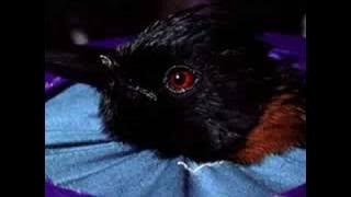 Jack Dumbacher: Hooded Pitohui | California Academy of Sciences